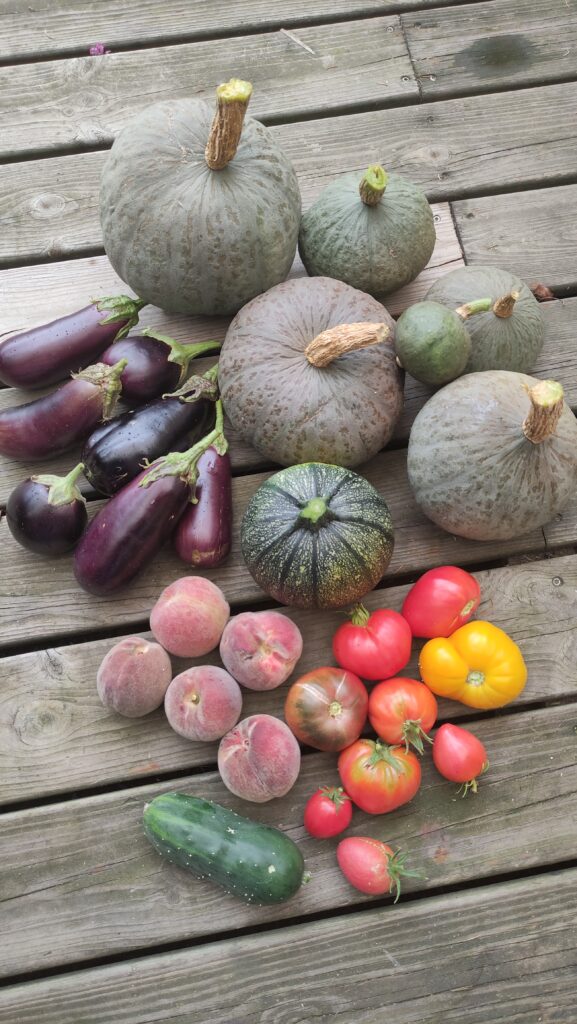 récolte de légumes d'automnes potimarron pêches aubergines