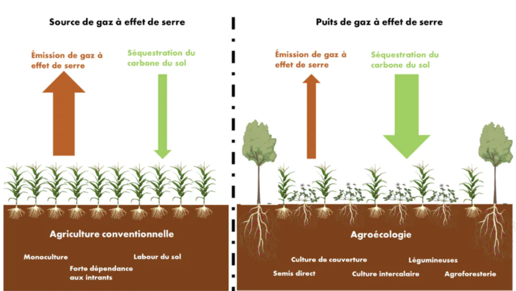 schéma puits de carbone entre agriculture conventionnelle et de conservation